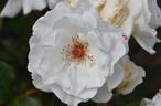 Margaret Merril rose photo