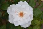 Margaret Merril rose photo