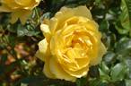 Mountbatten rose photo
