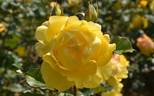 Mountbatten rose photo