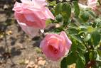 Flamingo ® rose photo