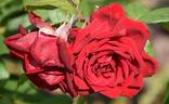 Loving Memory rose photo