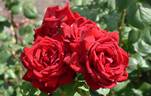 Loving Memory rose photo