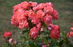 Anisley Dickson rose photo