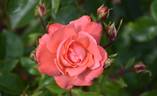 Anisley Dickson rose photo