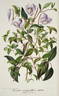 <i>C. campaniflora</i> Brot. clematis photo