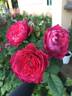 Accademia rose photo