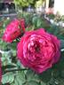 Accademia rose photo