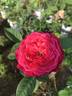 Accademia rose photo