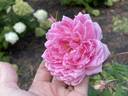 Huntington Rose rose photo