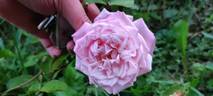 Baronne Henriette Snoy rose photo