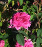 Adrien Hamar rose photo