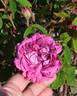 Adrien Hamar rose photo
