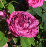 Adrien Hamar rose photo