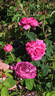 Adrien Hamar rose photo