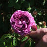 Adrien Hamar rose photo