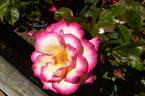 Händel rose photo