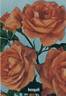Bengali ® rose photo