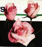 Carnet de Bal rose photo