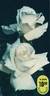 Blanche Pasca rose photo