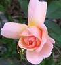 Belle du Seigneur ® rose photo