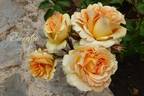 Eureka ™ rose photo