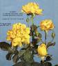 Allgold ® rose photo