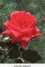 Maryse Kriloff rose photo