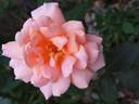 Belle du Seigneur ® rose photo