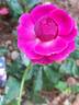 Falstaff rose photo