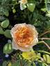 English Garden ® rose photo