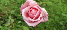 Baronne Henriette Snoy rose photo