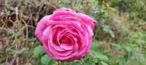 June Park rose photo