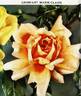Grimpant Marie-Claire rose photo