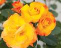 Fiesta Veranda rose photo