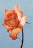 Perfecta rose photo