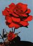 Francine rose photo