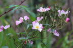 Lyda Rose rose photo