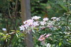 Lyda Rose rose photo