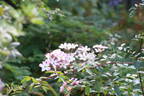 Lyda Rose rose photo