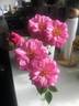 Orchid Jubilee ™ rose photo