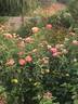 Rosette Delizy rose photo