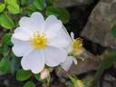 Medeo rose photo