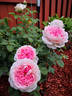Forever Rose rose photo