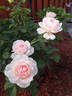 Forever Rose rose photo
