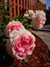 Forever Rose rose photo