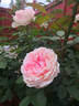 Forever Rose rose photo