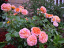 Mango Veranda ® rose photo