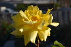 Spek's Yellow rose photo