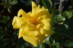 Spek's Yellow rose photo